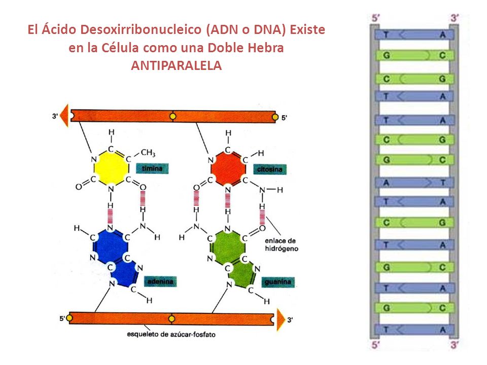 El Ácido Desoxirribonucleico (ADN o DNA) Existe en la Célula como una Doble Hebra ANTIPARALELA