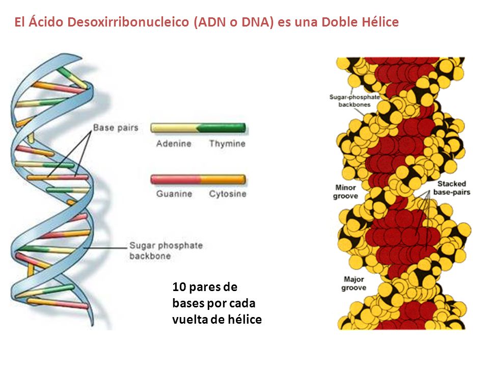 El Ácido Desoxirribonucleico (ADN o DNA) es una Doble Hélice