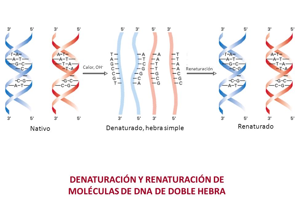 DENATURACIÓN Y RENATURACIÓN DE MOLÉCULAS DE DNA DE DOBLE HEBRA