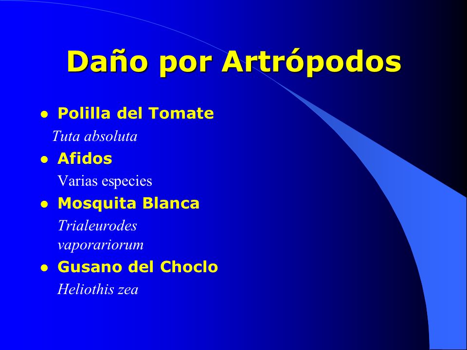 Daño por Artrópodos Polilla del Tomate Tuta absoluta Afidos