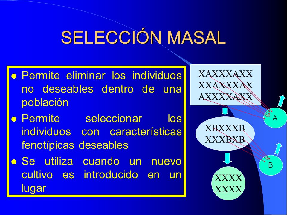 SELECCIÓN MASAL XAXXXAXX. XXAXXXAX. AXXXXAXX. Permite eliminar los individuos no deseables dentro de una población.