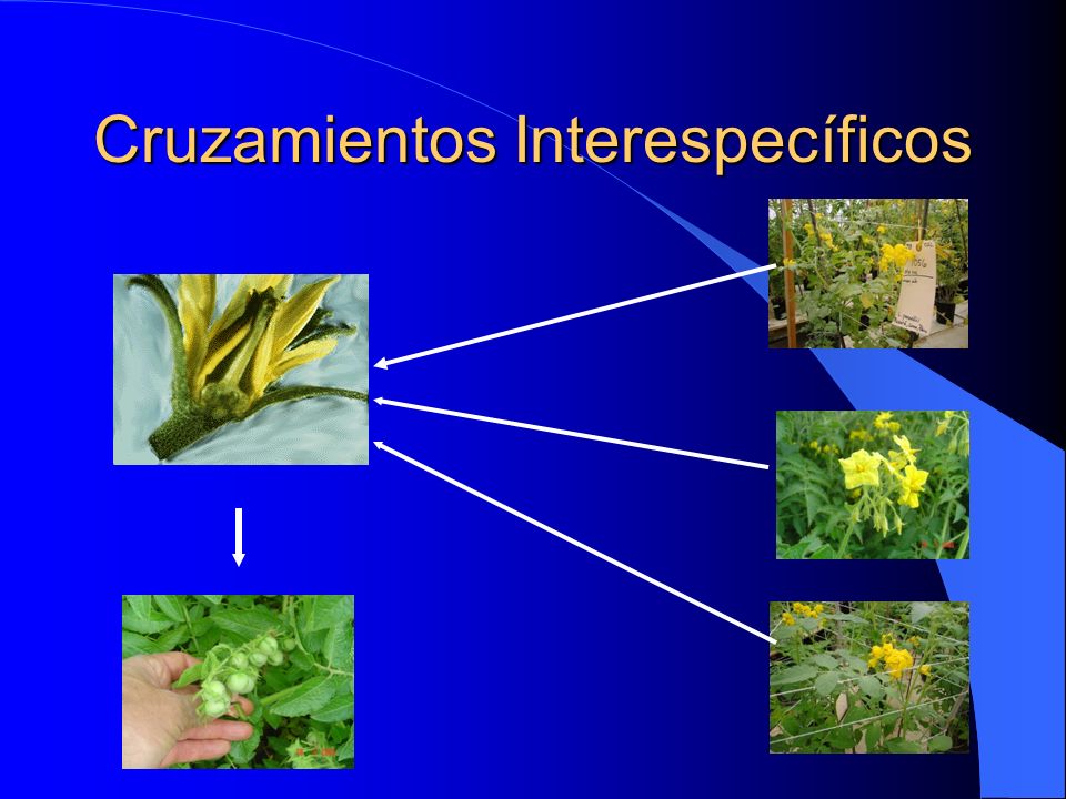 Cruzamientos Interespecíficos