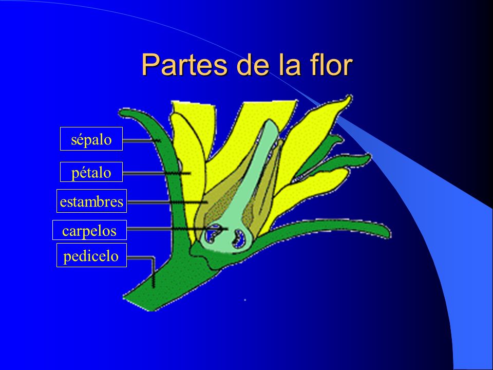 Partes de la flor sépalo pétalo estambres carpelos pedicelo