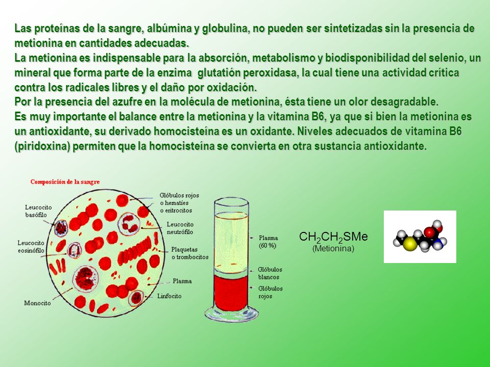 Las proteínas de la sangre, albúmina y globulina, no pueden ser sintetizadas sin la presencia de metionina en cantidades adecuadas.