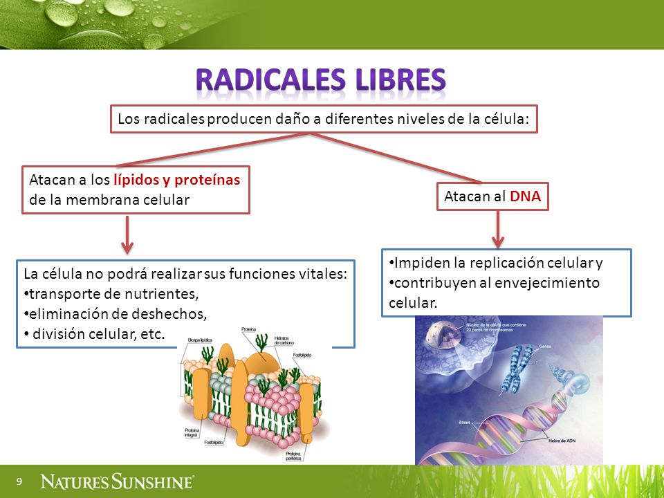 Radicales libres Los radicales producen daño a diferentes niveles de la célula: Atacan a los lípidos y proteínas de la membrana celular.
