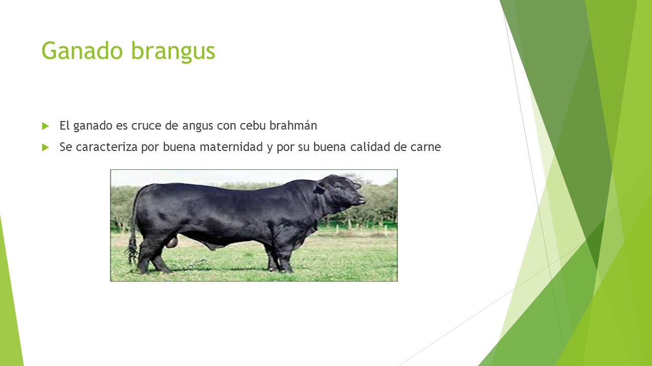 Ganado brangus El ganado es cruce de angus con cebu brahmán