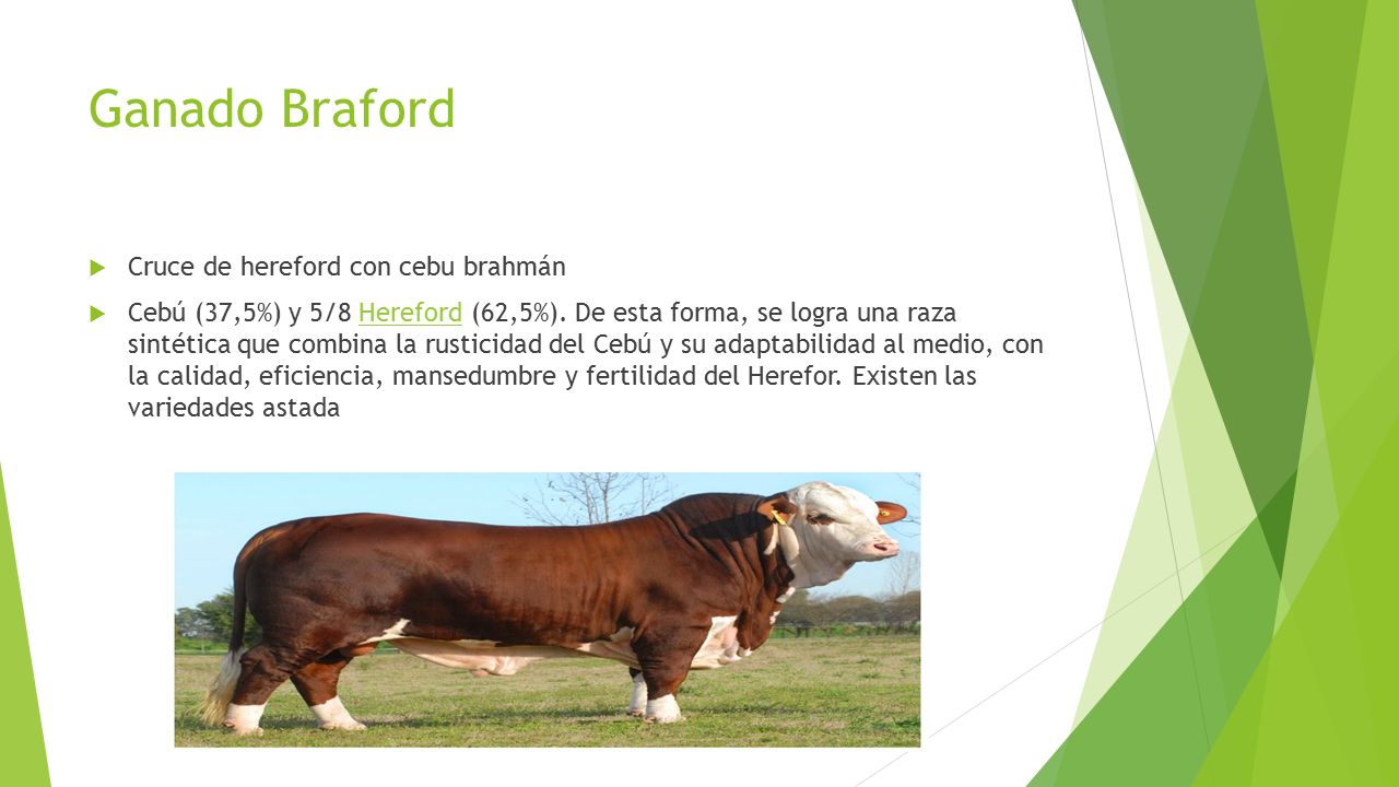 Ganado Braford Cruce de hereford con cebu brahmán