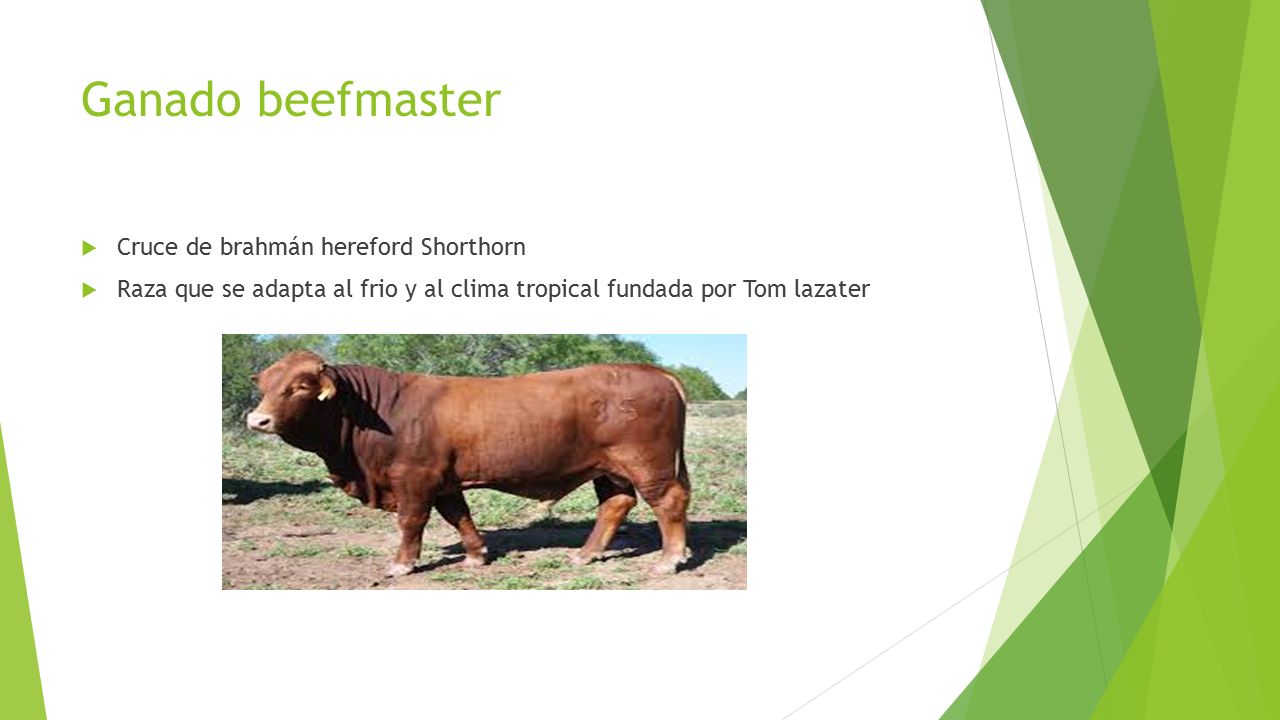 Ganado beefmaster Cruce de brahmán hereford Shorthorn