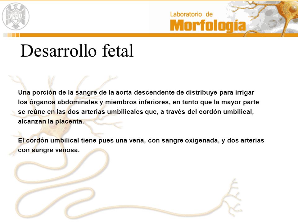 Desarrollo fetal Una porción de la sangre de la aorta descendente de distribuye para irrigar.