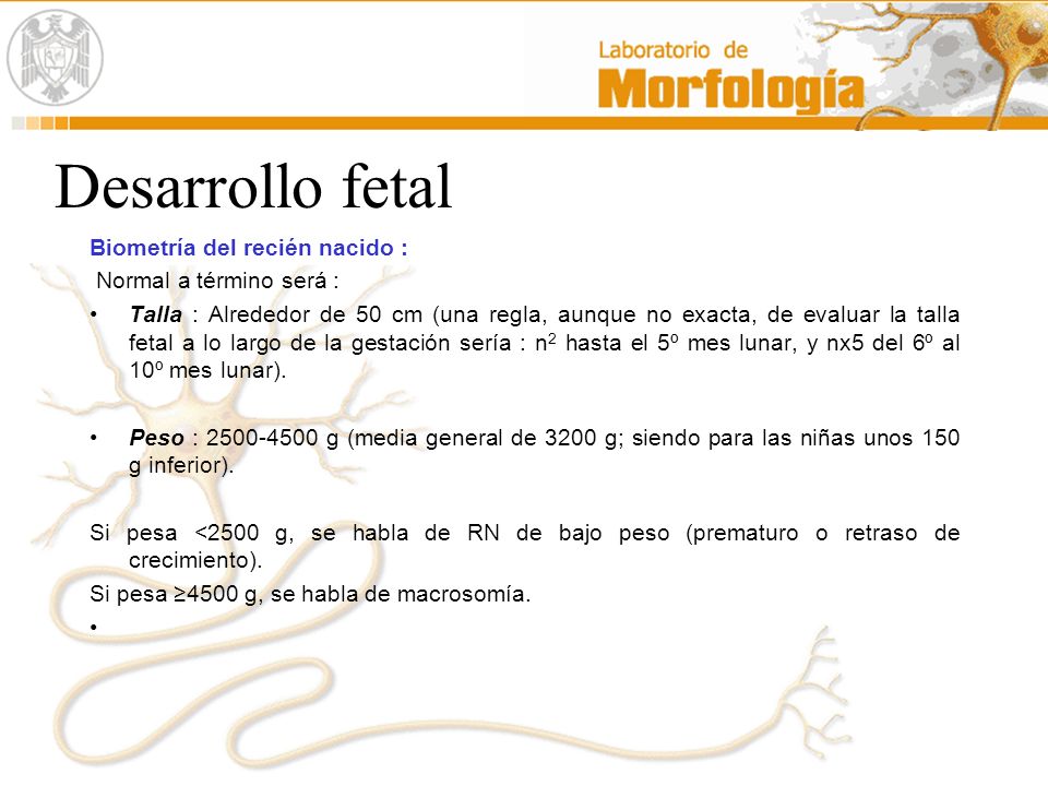 Desarrollo fetal Biometría del recién nacido : Normal a término será :