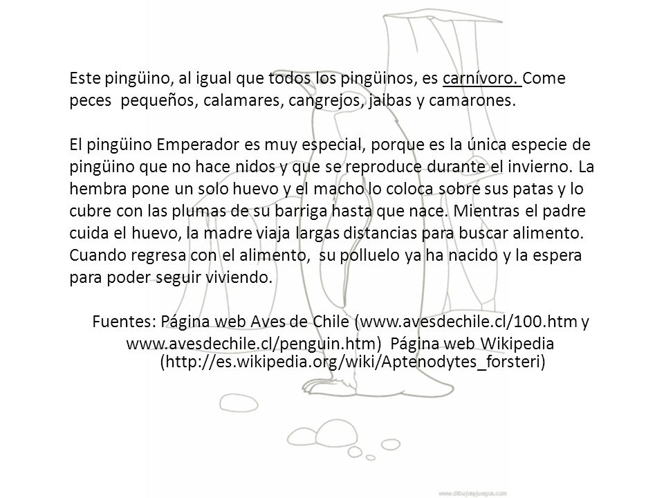 Este pingüino, al igual que todos los pingüinos, es carnívoro