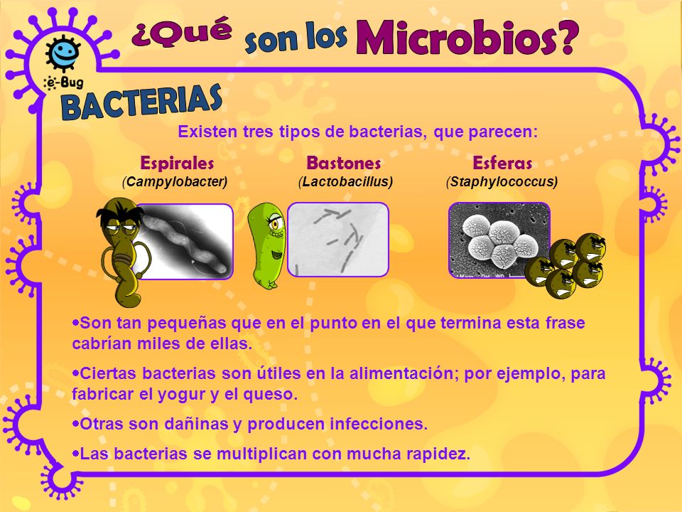 Existen tres tipos de bacterias, que parecen:
