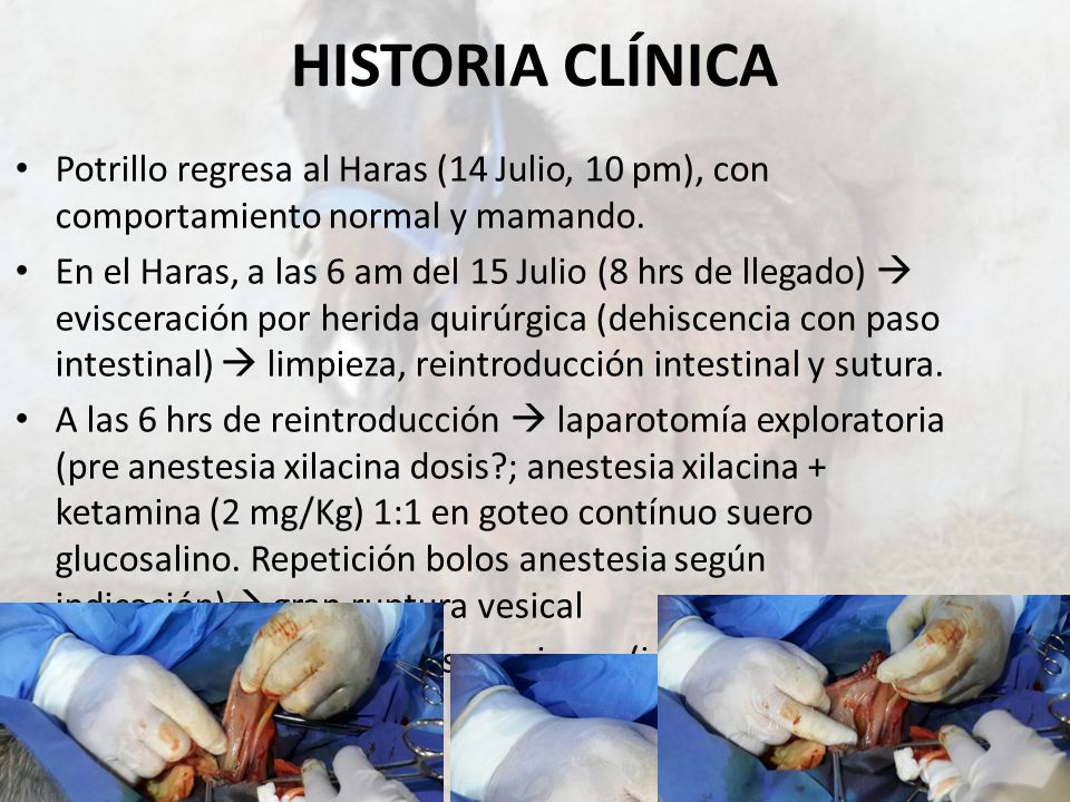 HISTORIA CLÍNICA Potrillo regresa al Haras (14 Julio, 10 pm), con comportamiento normal y mamando.