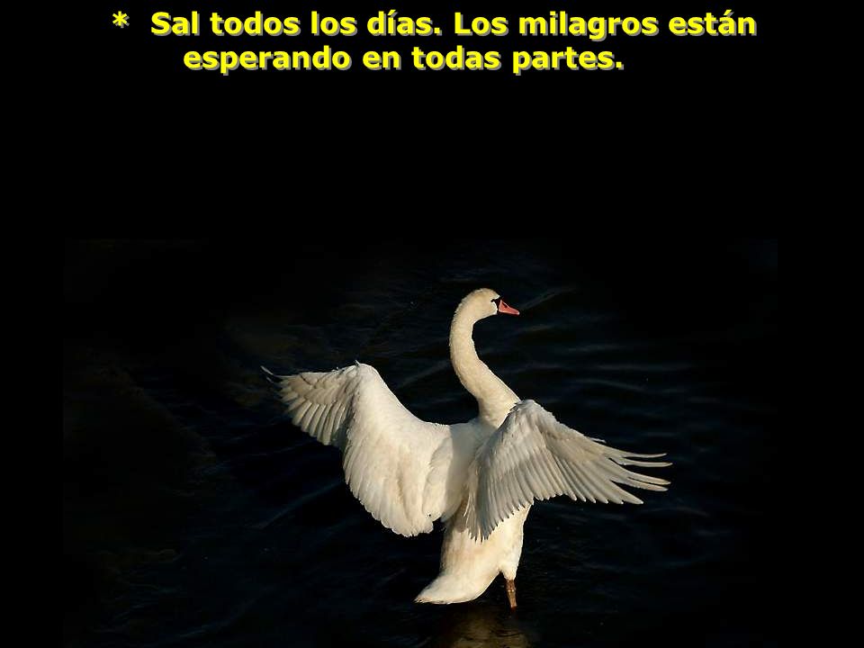 * Sal todos los días. Los milagros están esperando en todas partes.