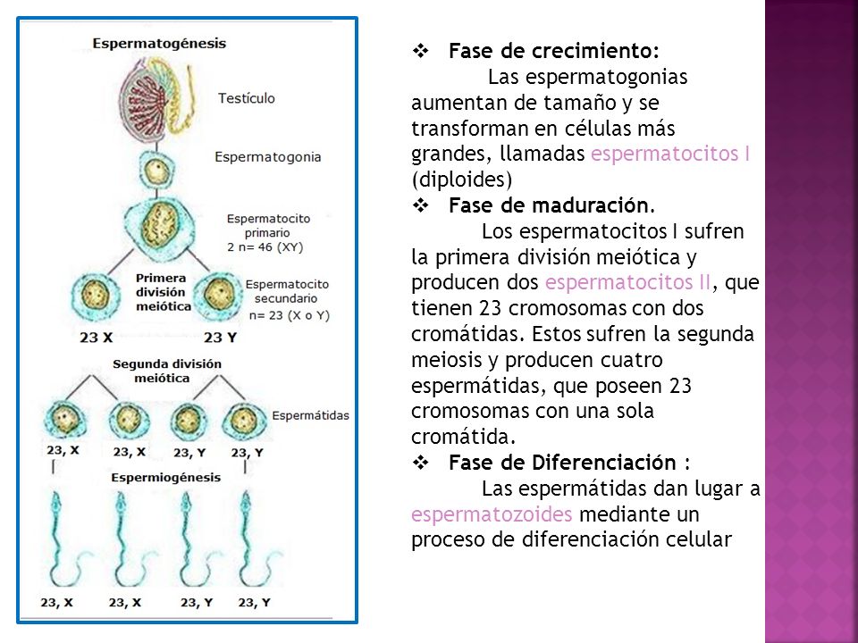 Fase de crecimiento: Las espermatogonias aumentan de tamaño y se transforman en células más grandes, llamadas espermatocitos I (diploides)