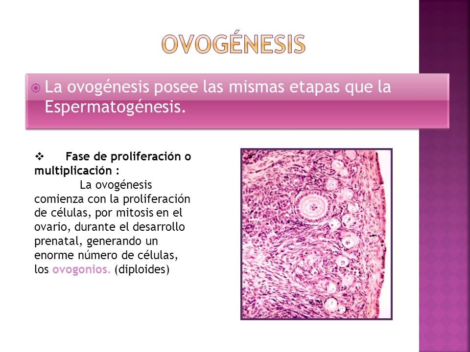 Ovogénesis La ovogénesis posee las mismas etapas que la Espermatogénesis. Fase de proliferación o multiplicación :