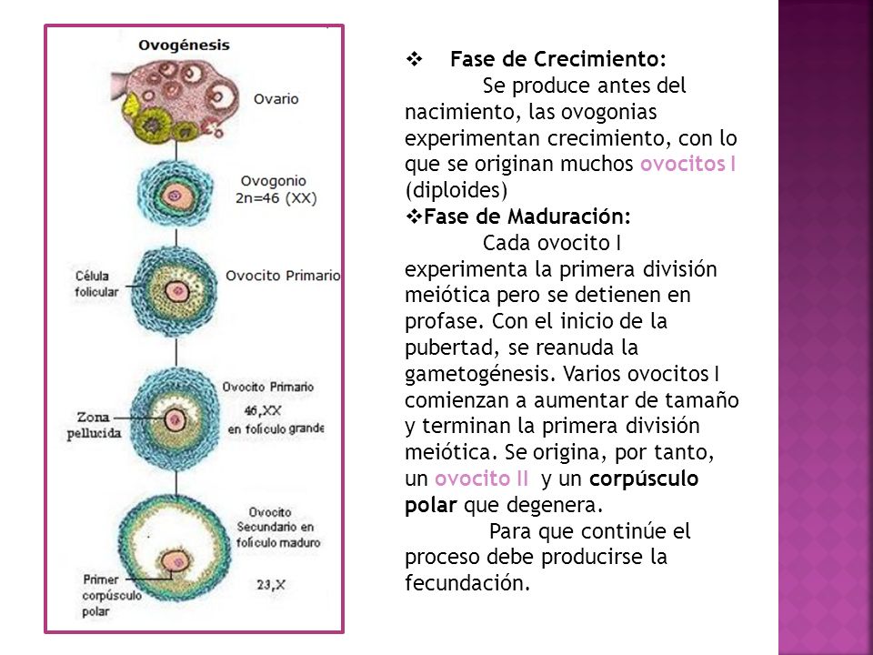 Fase de Crecimiento: Se produce antes del nacimiento, las ovogonias experimentan crecimiento, con lo que se originan muchos ovocitos I (diploides)