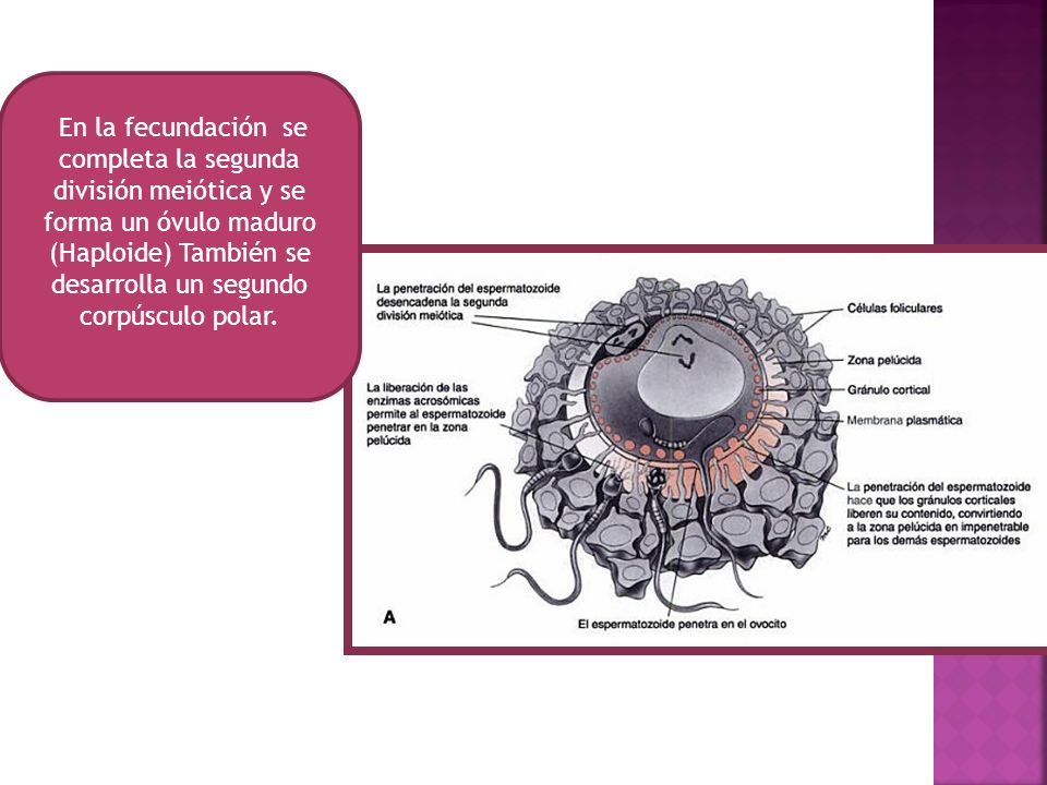 En la fecundación se completa la segunda división meiótica y se forma un óvulo maduro (Haploide) También se desarrolla un segundo corpúsculo polar.