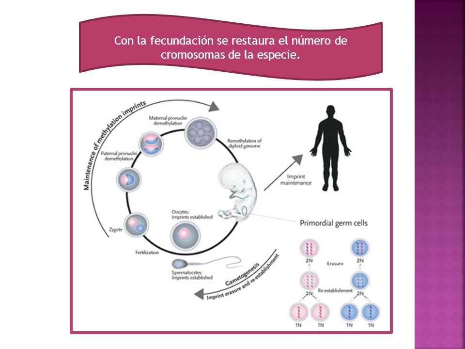Con la fecundación se restaura el número de cromosomas de la especie.