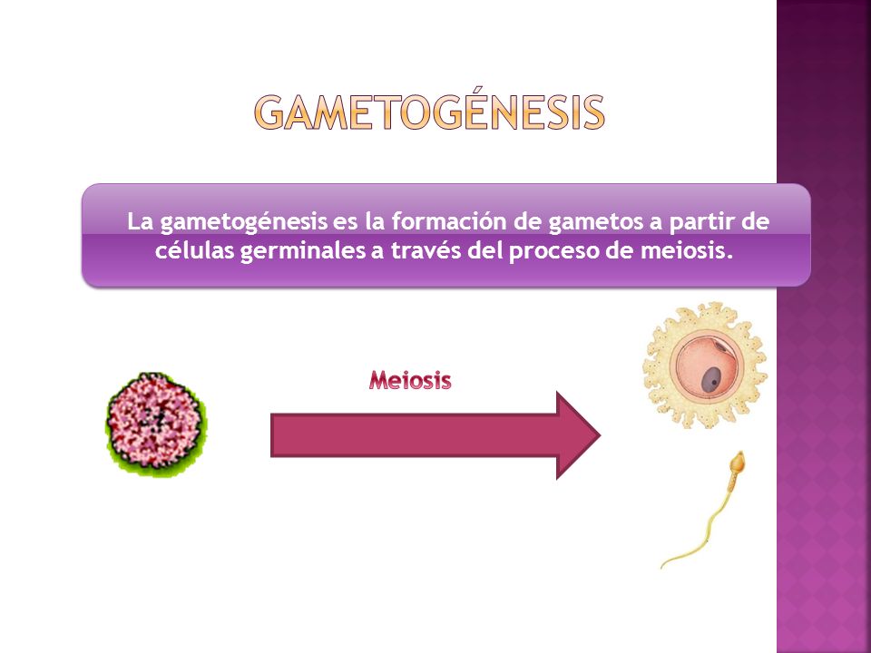 Gametogénesis La gametogénesis es la formación de gametos a partir de células germinales a través del proceso de meiosis.