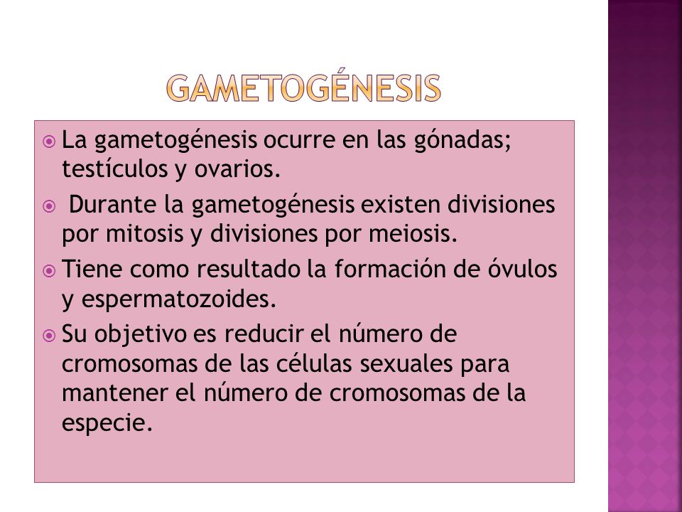 Gametogénesis La gametogénesis ocurre en las gónadas; testículos y ovarios.