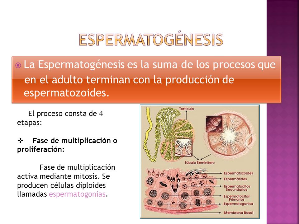 Espermatogénesis La Espermatogénesis es la suma de los procesos que