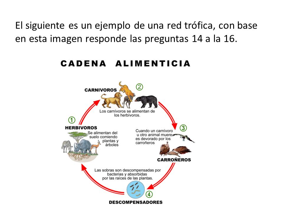 El siguiente es un ejemplo de una red trófica, con base en esta imagen responde las preguntas 14 a la 16.