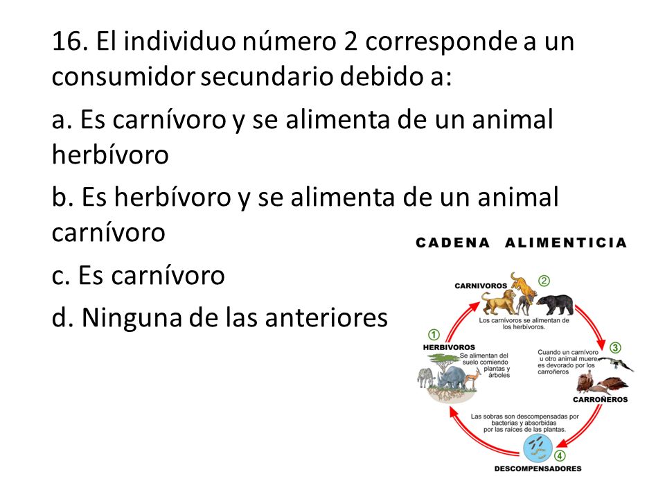 16. El individuo número 2 corresponde a un consumidor secundario debido a: