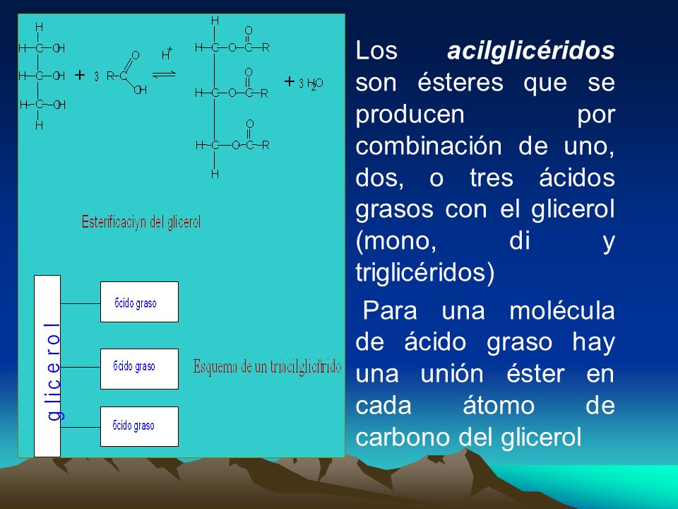 Los acilglicéridos son ésteres que se producen por combinación de uno, dos, o tres ácidos grasos con el glicerol (mono, di y triglicéridos)