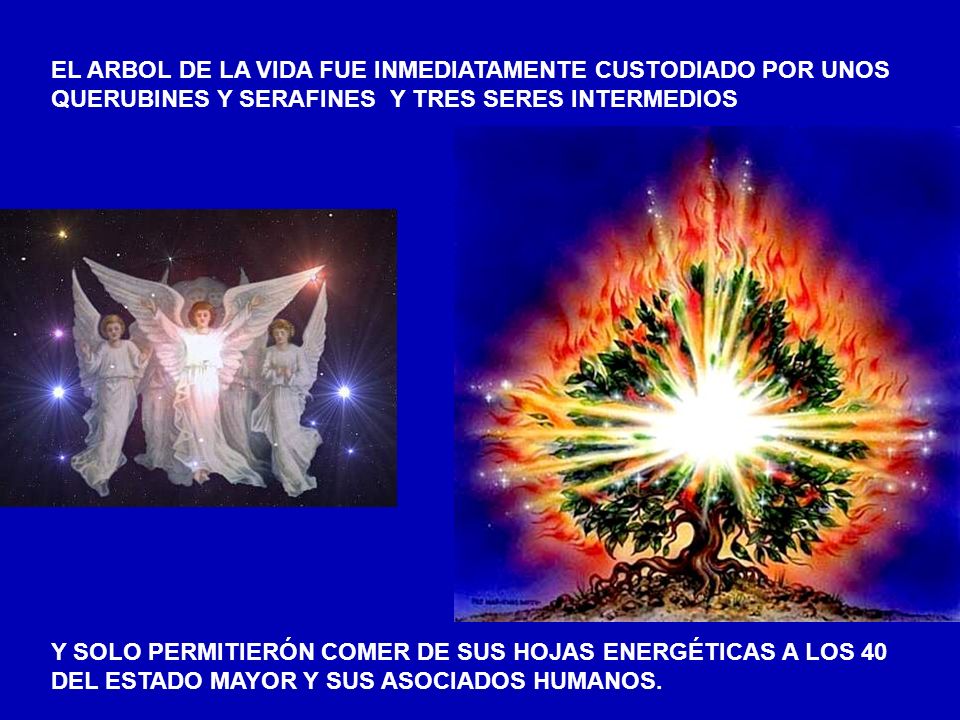 EL ARBOL DE LA VIDA FUE INMEDIATAMENTE CUSTODIADO POR UNOS QUERUBINES Y SERAFINES Y TRES SERES INTERMEDIOS