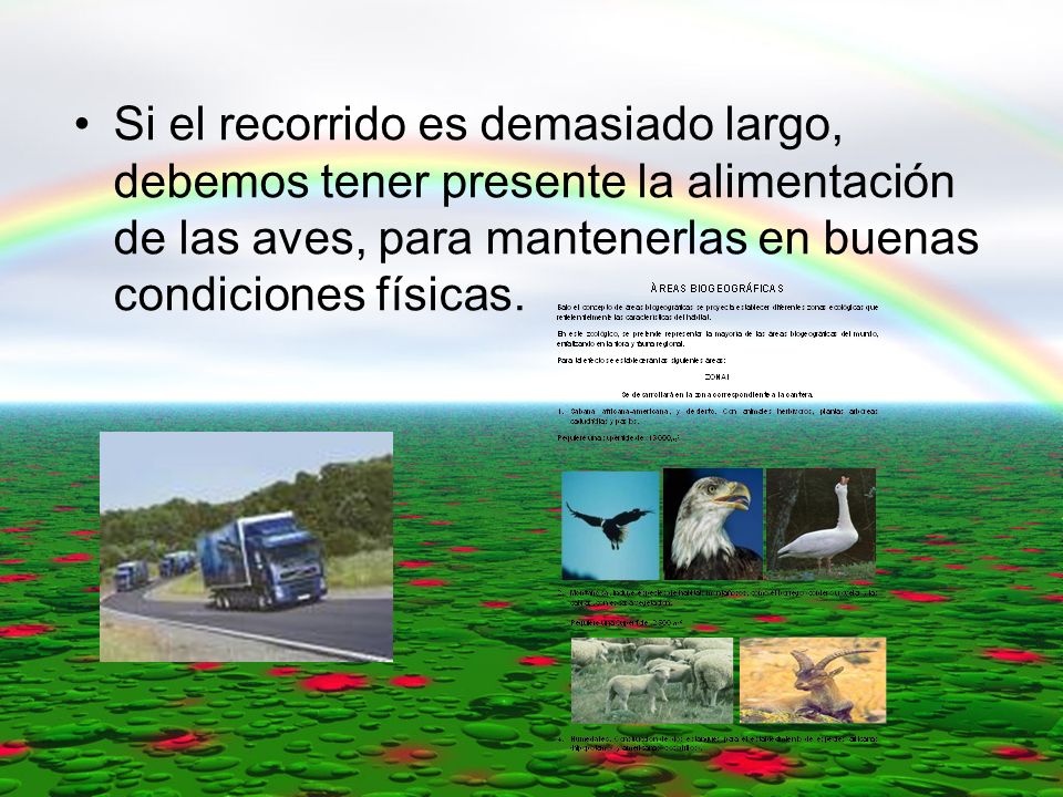 Si el recorrido es demasiado largo, debemos tener presente la alimentación de las aves, para mantenerlas en buenas condiciones físicas.