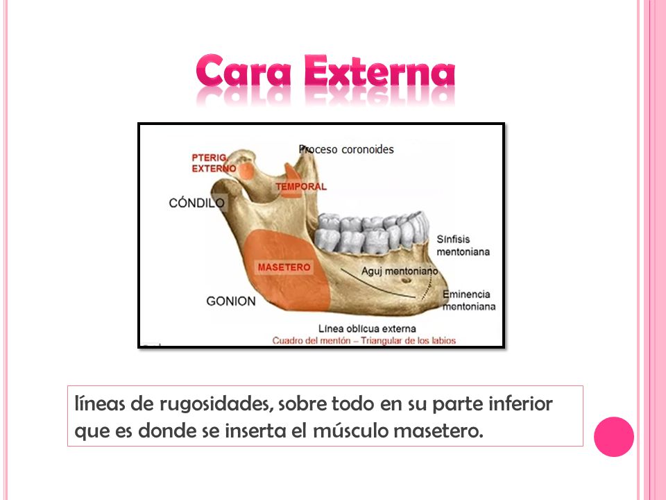 Cara Externa líneas de rugosidades, sobre todo en su parte inferior que es donde se inserta el músculo masetero.