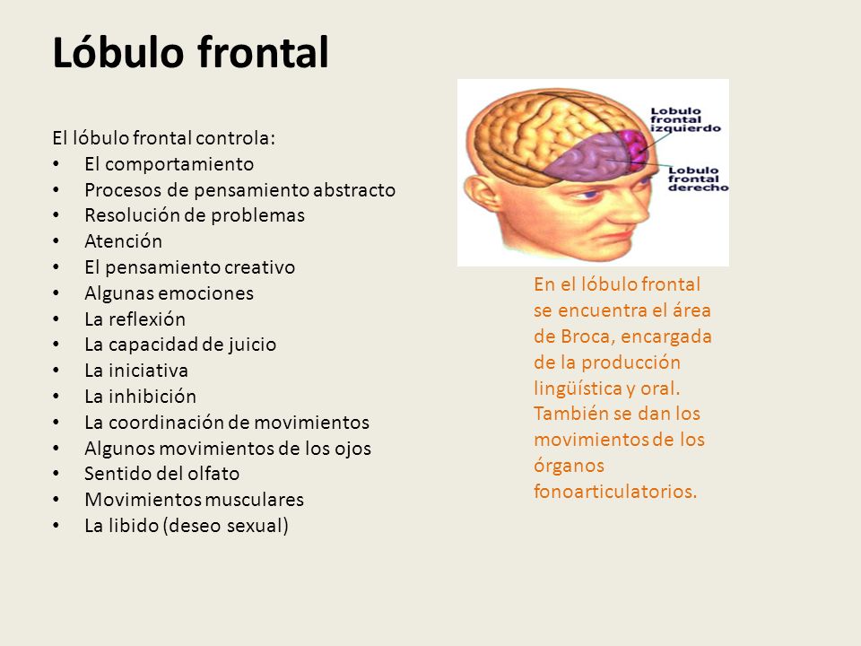 Lóbulo frontal El lóbulo frontal controla: El comportamiento