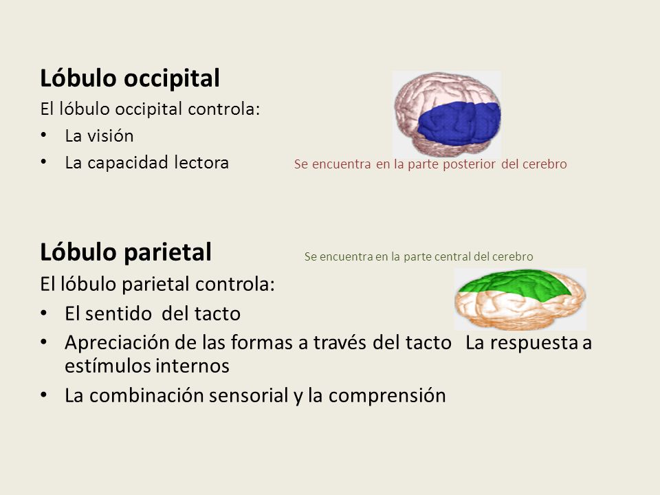 Lóbulo parietal Se encuentra en la parte central del cerebro