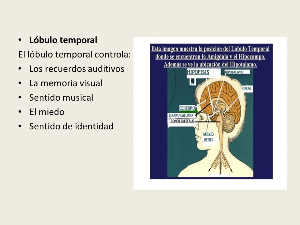 Lóbulo temporal El lóbulo temporal controla: Los recuerdos auditivos. La memoria visual. Sentido musical.