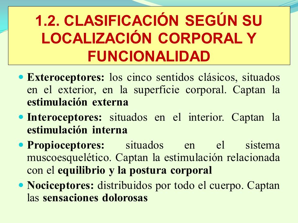 1.2. CLASIFICACIÓN SEGÚN SU LOCALIZACIÓN CORPORAL Y FUNCIONALIDAD
