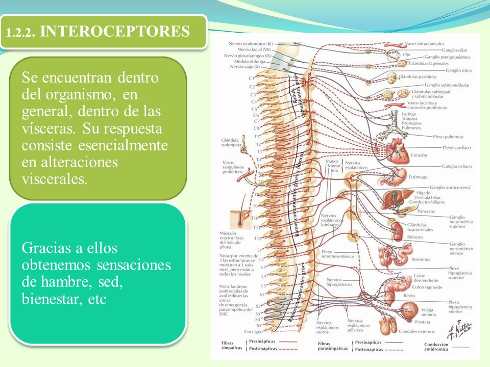 Gracias a ellos obtenemos sensaciones de hambre, sed, bienestar, etc