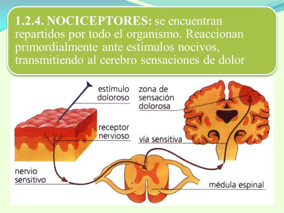 NOCICEPTORES: se encuentran repartidos por todo el organismo