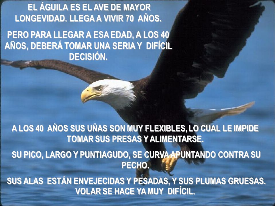 EL ÁGUILA ES EL AVE DE MAYOR LONGEVIDAD. LLEGA A VIVIR 70 AÑOS.
