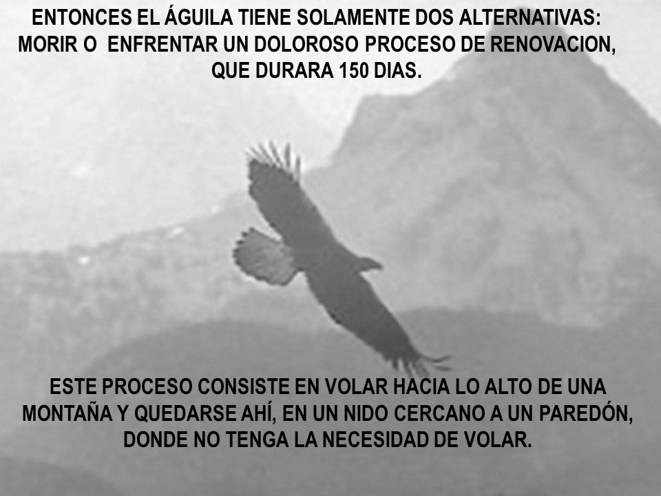 ENTONCES EL ÁGUILA TIENE SOLAMENTE DOS ALTERNATIVAS: MORIR O ENFRENTAR UN DOLOROSO PROCESO DE RENOVACION, QUE DURARA 150 DIAS.