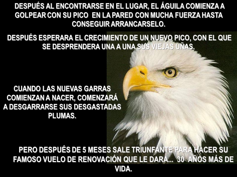 DESPUÉS AL ENCONTRARSE EN EL LUGAR, EL ÁGUILA COMIENZA A GOLPEAR CON SU PICO EN LA PARED CON MUCHA FUERZA HASTA CONSEGUIR ARRANCARSELO.