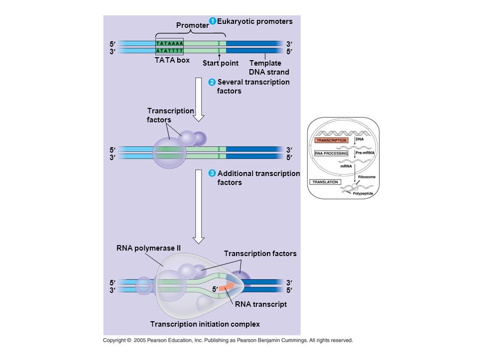 Eukaryotic promoters Promoter. 5¢ 3¢ 3¢ 5¢ TATA box. Start point. Template. DNA strand. Several transcription.