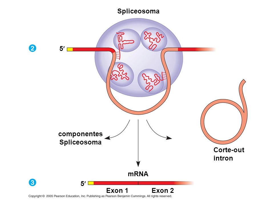 Spliceosoma 5¢ componentes Spliceosoma Corte-out intron mRNA 5¢ Exon 1 Exon 2