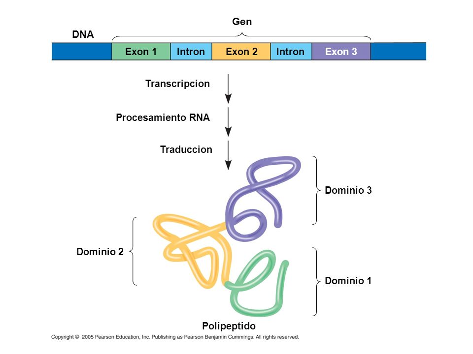 Gen DNA Exon 1 Intron Exon 2 Intron Exon 3 Transcripcion