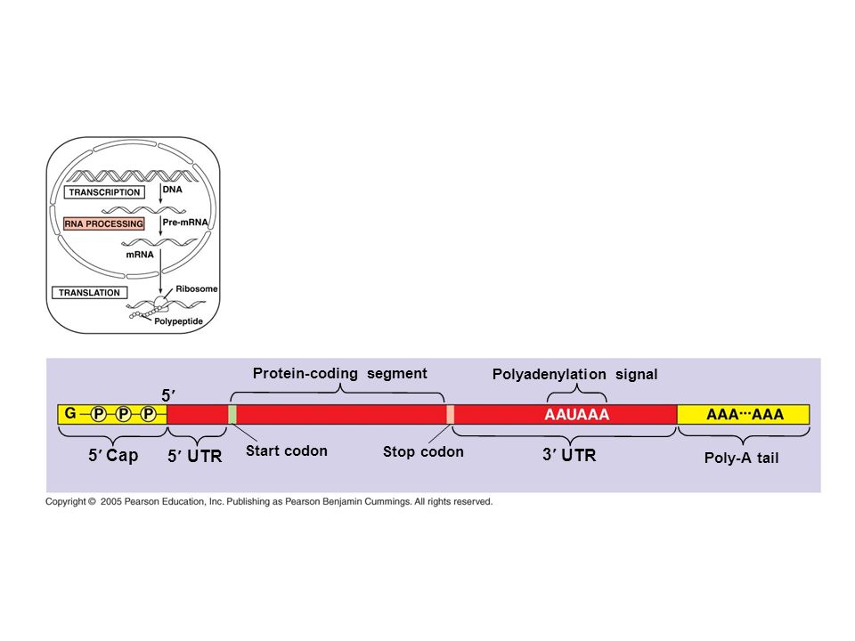 5¢ 5¢ Cap 5¢ UTR 3¢ UTR Protein-coding segment Polyadenylation signal