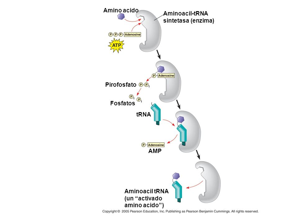 Amino acido Aminoacil-tRNA. sintetasa (enzima) Pirofosfato. Fosfatos. tRNA. AMP. Aminoacil tRNA.