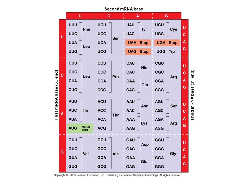 Second mRNA base First mRNA base (5¢ end) Third mRNA base (3¢ end)