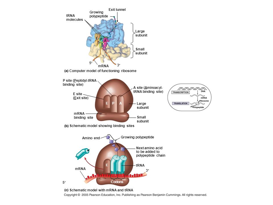 Exit tunnel Growing. polypeptide. tRNA. molecules. Large. subunit. E. P. A. Small. subunit.