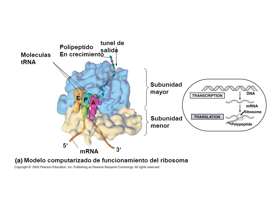 tunel de salida. Polipeptido. En crecimiento. Moleculas. tRNA. Subunidad. mayor. E. P. A. Subunidad.