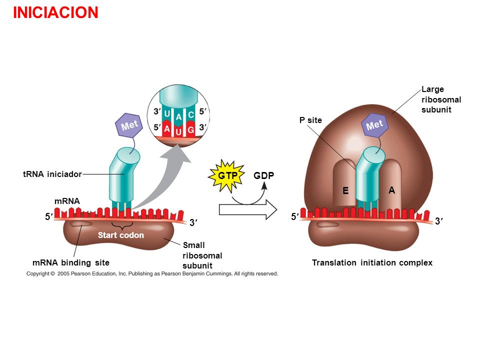 INICIACION Met Met GTP GDP E A 5¢ 5¢ 3¢ 3¢ Large ribosomal subunit